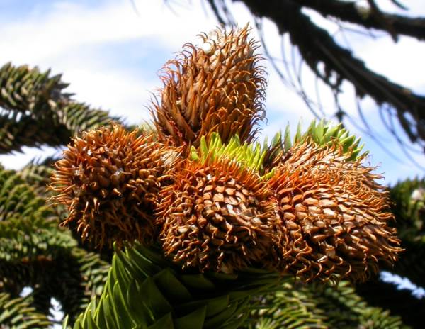 Araucariaceae Araucaria araucana