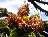 image of Araucaria araucana