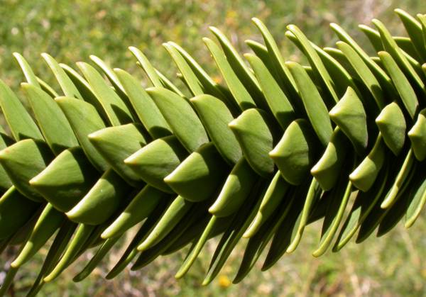 Araucariaceae Araucaria araucana