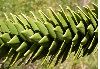 image of Araucaria araucana