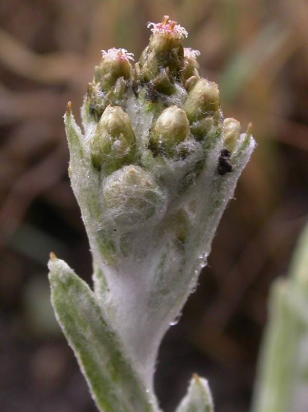 Asteraceae Gamochaeta standleyi
