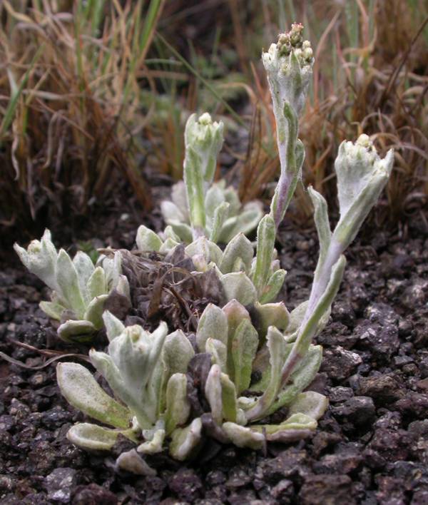 Asteraceae Gamochaeta standleyi