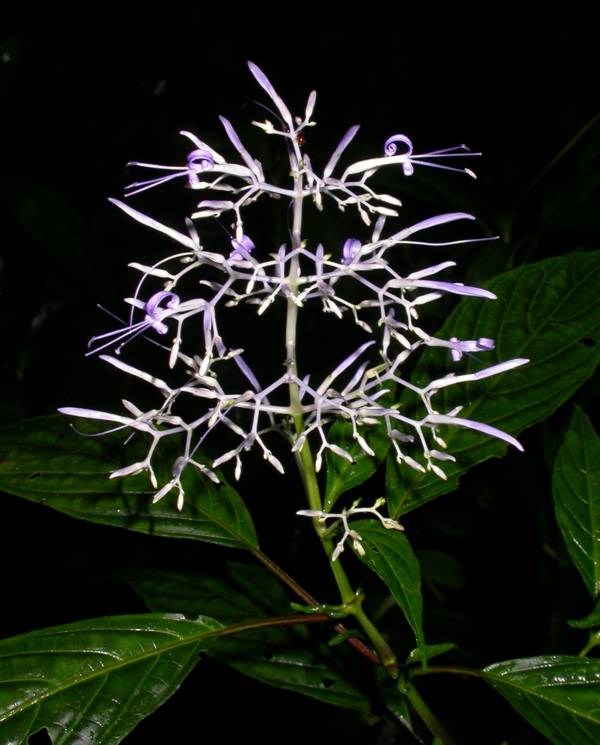 Acanthaceae Stenostephanus silvaticus