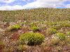 image of Mulinum spinosum