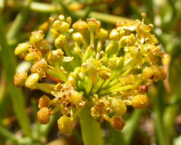 Apiaceae Mulinum spinosum