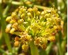 image of Mulinum spinosum