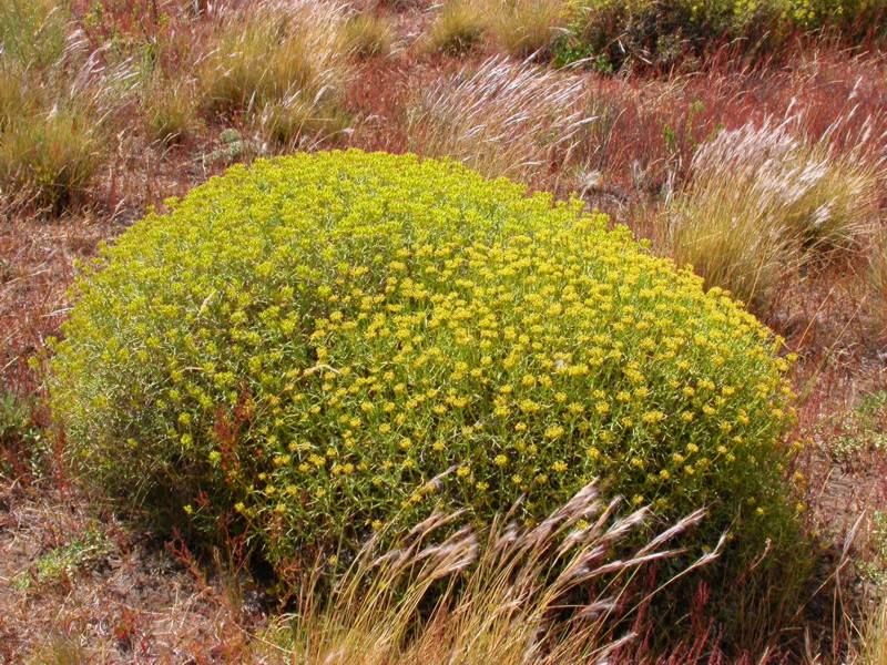 Apiaceae Mulinum spinosum