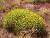 image of Mulinum spinosum