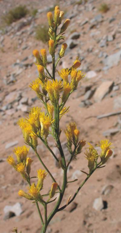 Asteraceae Nardophyllum scoparium