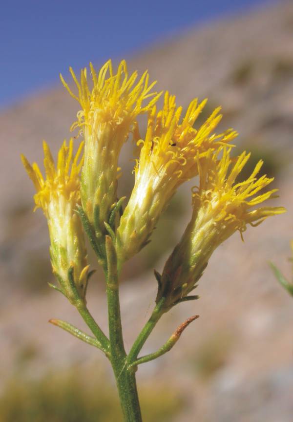 Asteraceae Nardophyllum scoparium