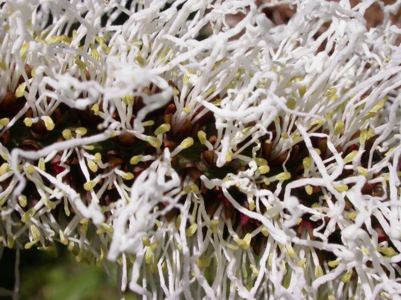 Fabaceae Pentaclethra macroloba