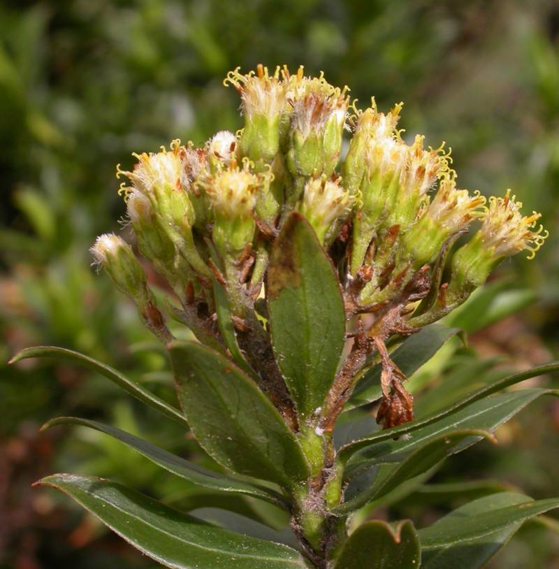 Asteraceae Senecio firmipes