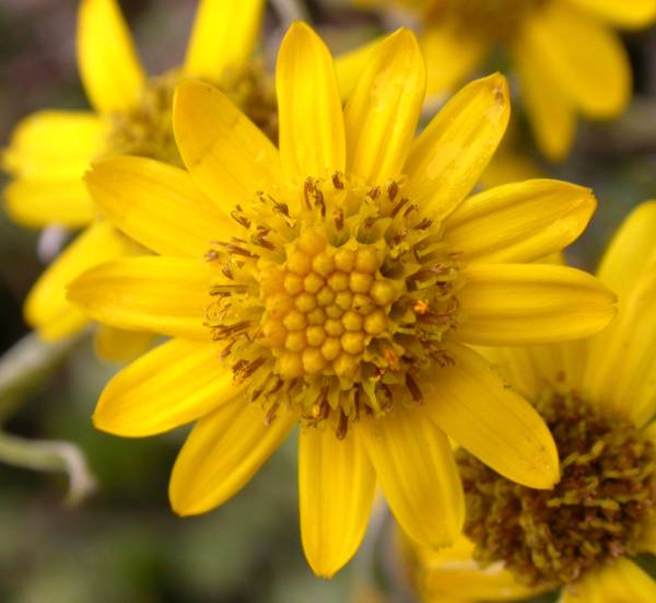 Asteraceae Senecio oerstedianum