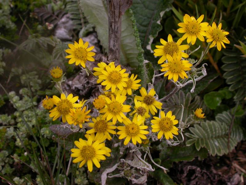 Asteraceae Senecio oerstedianum