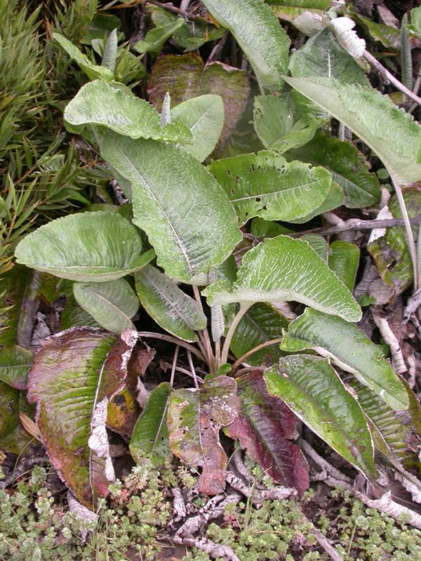 Asteraceae Senecio oerstedianum