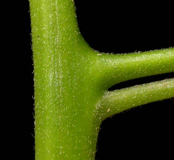 Hernandiaceae Sparattanthelium septentrionale
