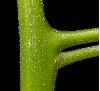 image of Sparattanthelium septentrionale