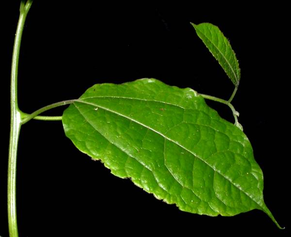Hernandiaceae Sparattanthelium septentrionale