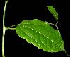 image of Sparattanthelium septentrionale
