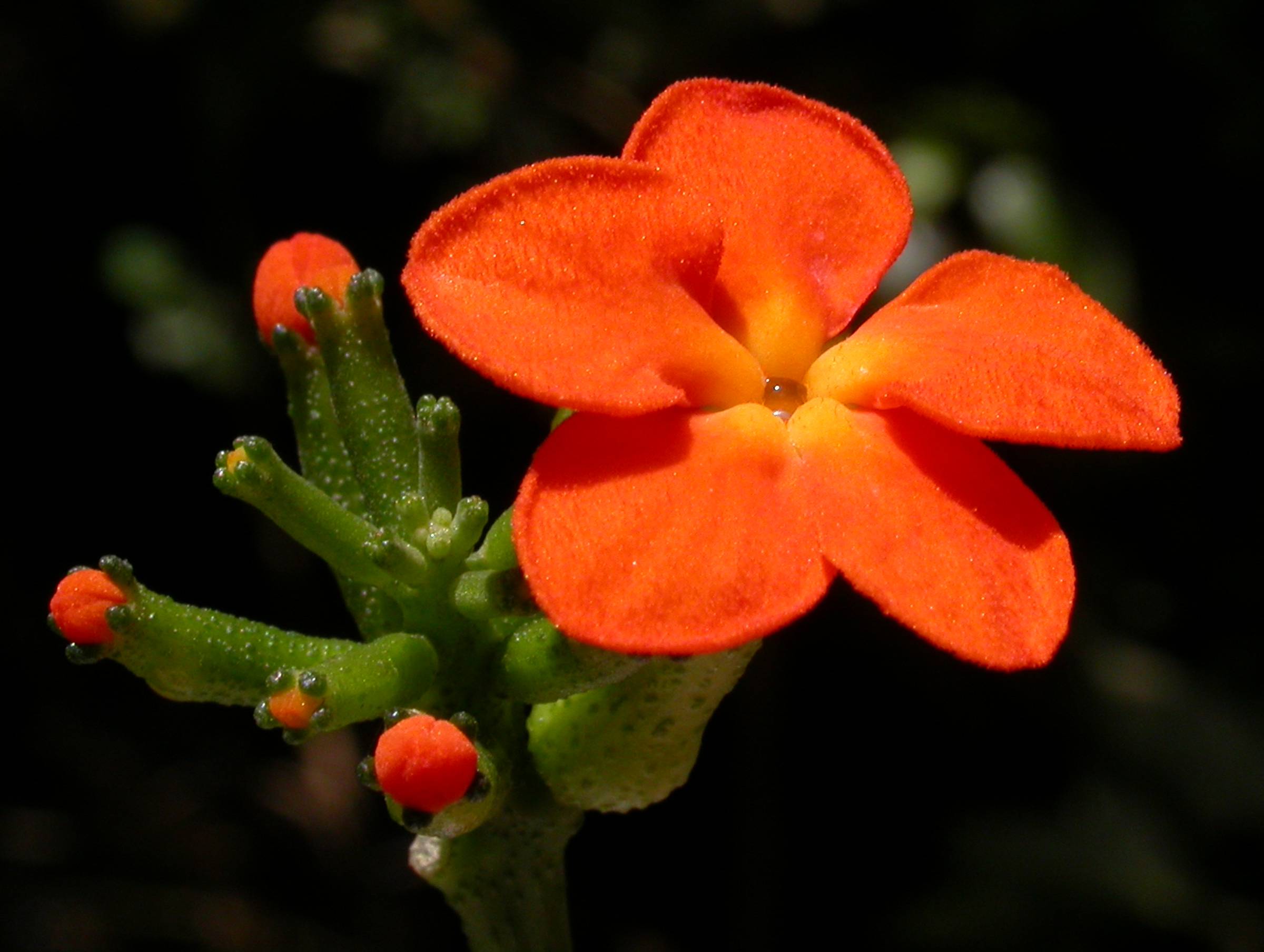 Cucurbitaceae Psiguria 