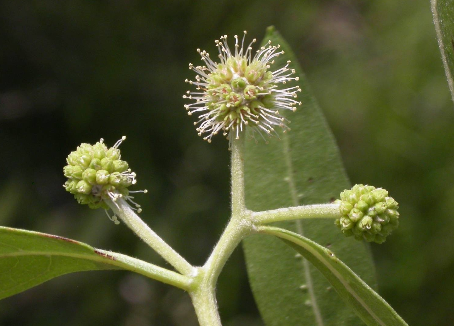 Combretaceae Conocarpus erectus