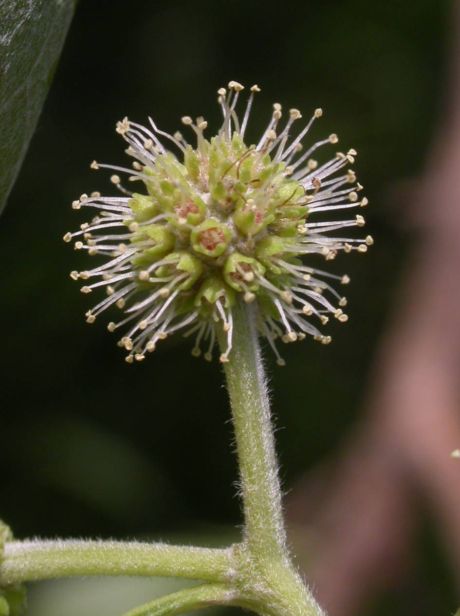 Combretaceae Conocarpus erectus