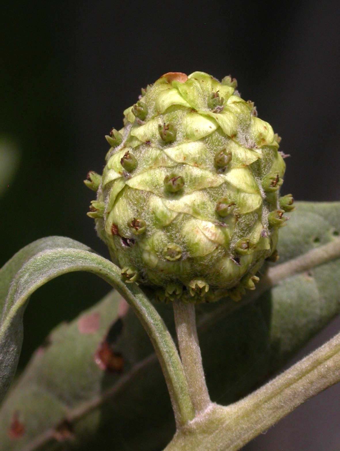 Combretaceae Conocarpus erectus