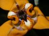 image of Cypella herbetii
