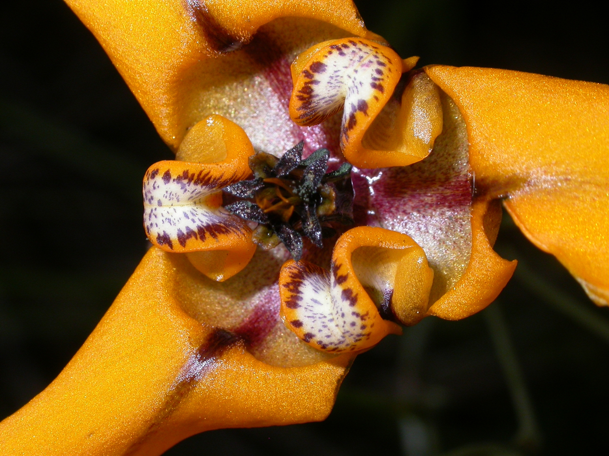 Iridaceae Cypella herbetii