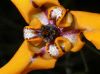image of Cypella herbetii