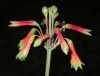 image of Alstroemeria isabellana