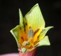 image of Alstroemeria isabellana