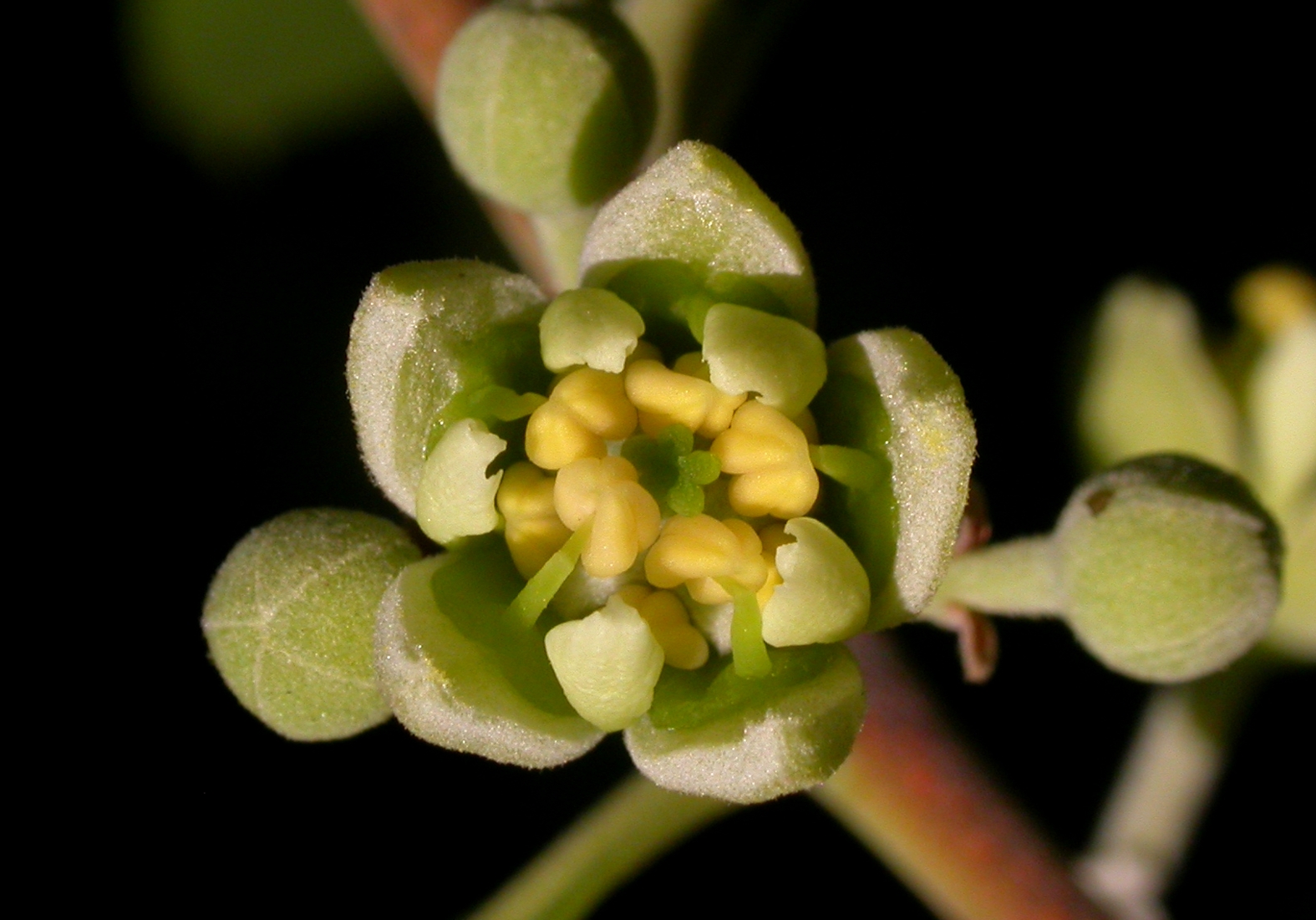 Quillajaceae Quillaja brasiliensis
