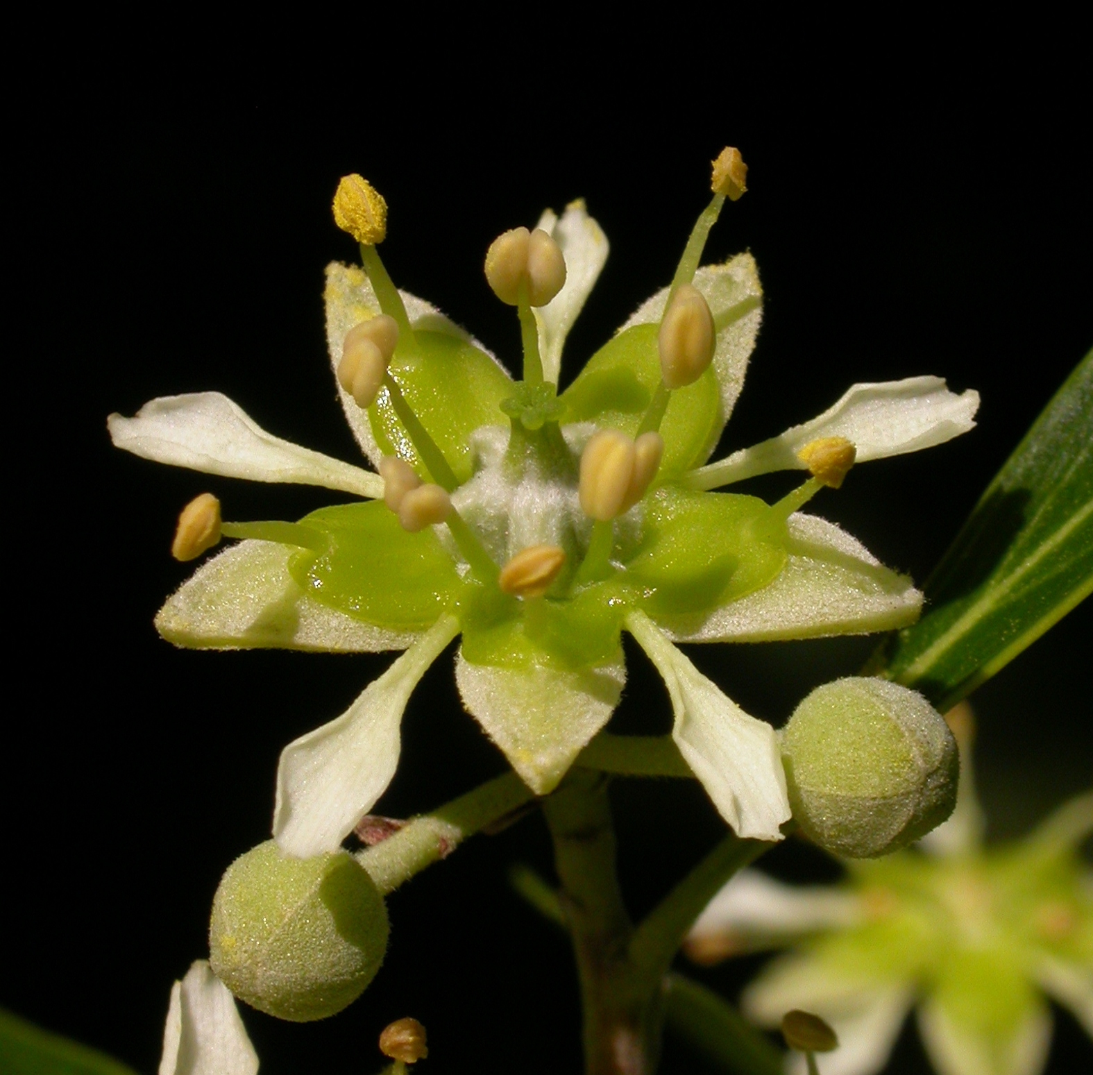Quillajaceae Quillaja brasiliensis