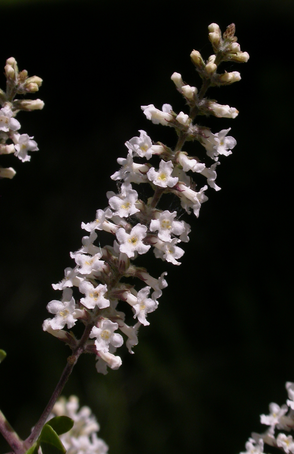 Verbenaceae Aloysia gratissima
