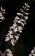image of Aloysia gratissima