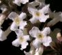 image of Aloysia gratissima