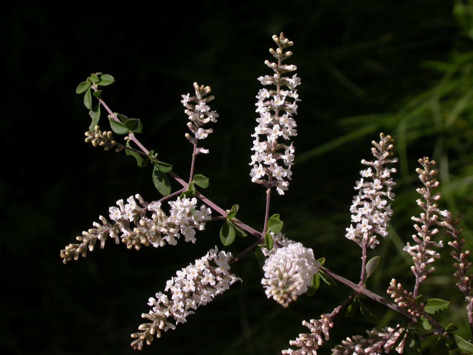 Verbenaceae Aloysia gratissima