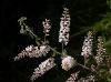 image of Aloysia gratissima