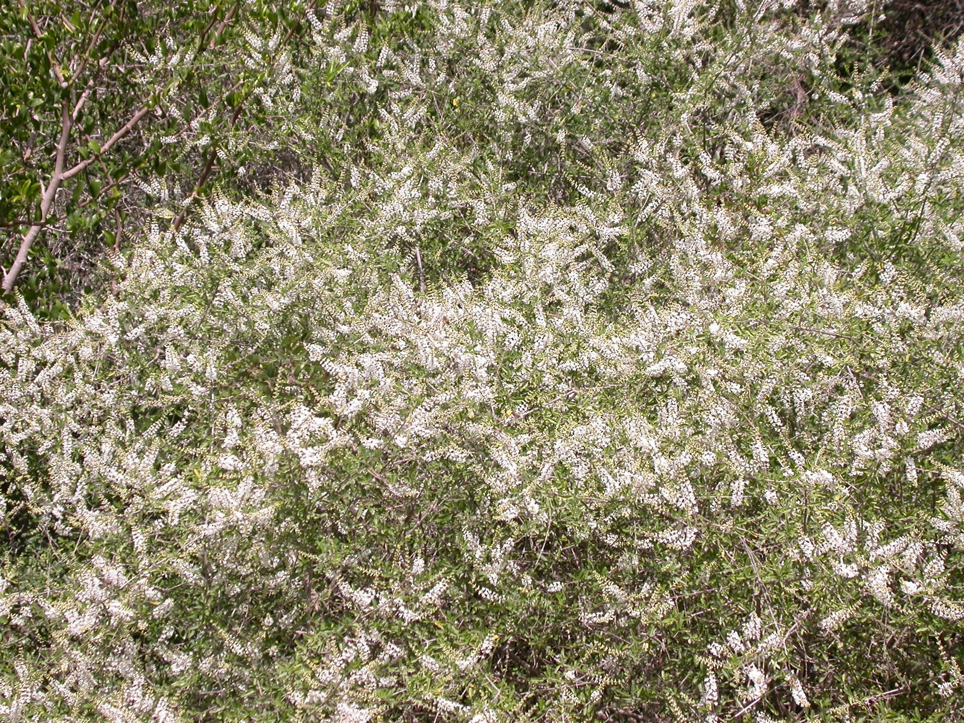Verbenaceae Aloysia gratissima