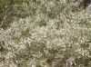 image of Aloysia gratissima