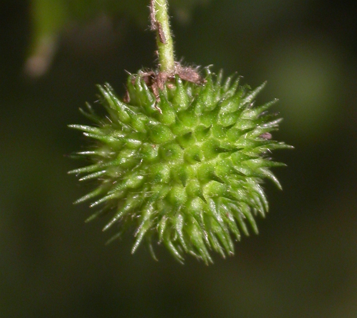 Byttneriaceae Byttneria urticifolia