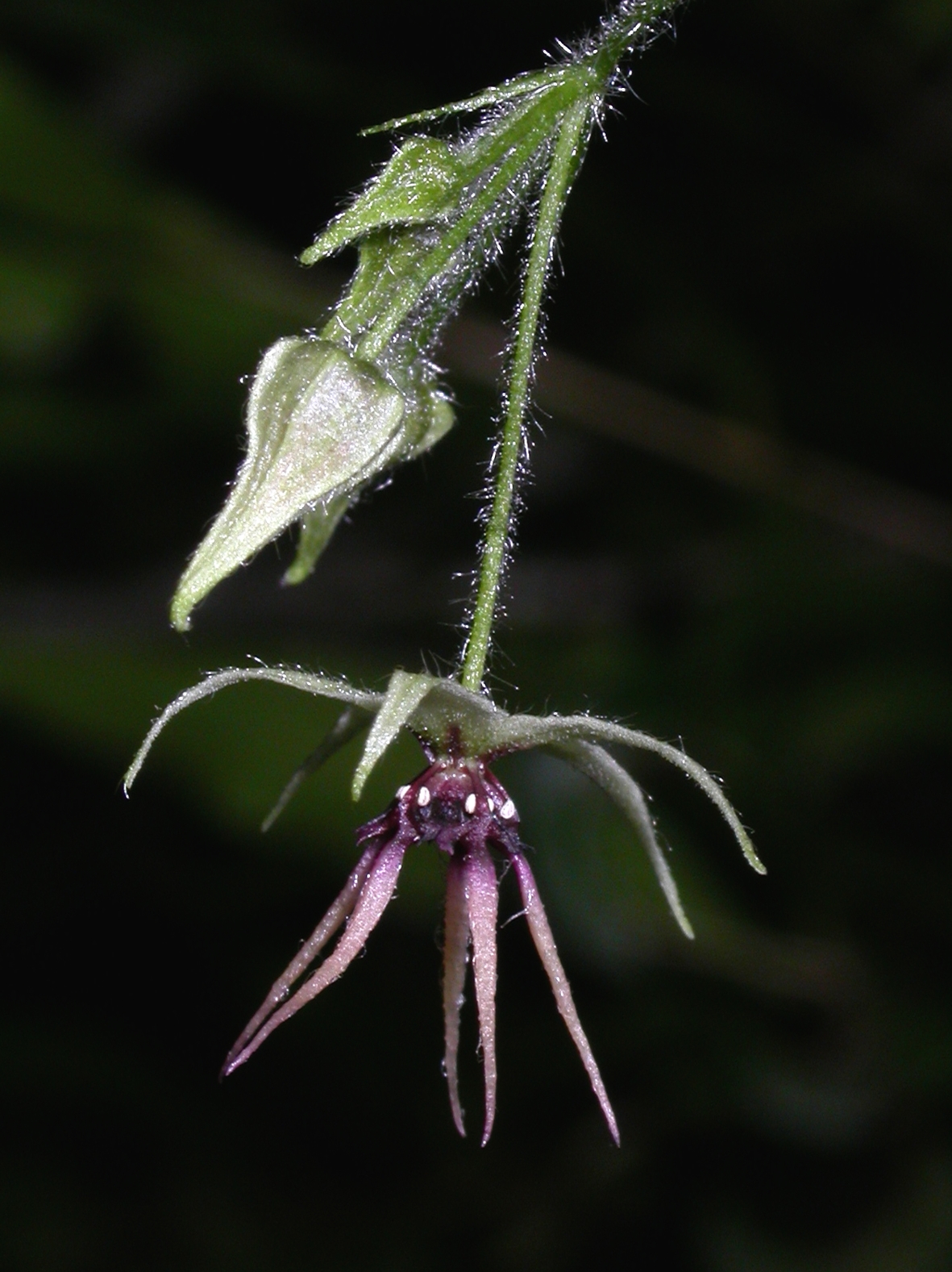 Byttneriaceae Byttneria urticifolia