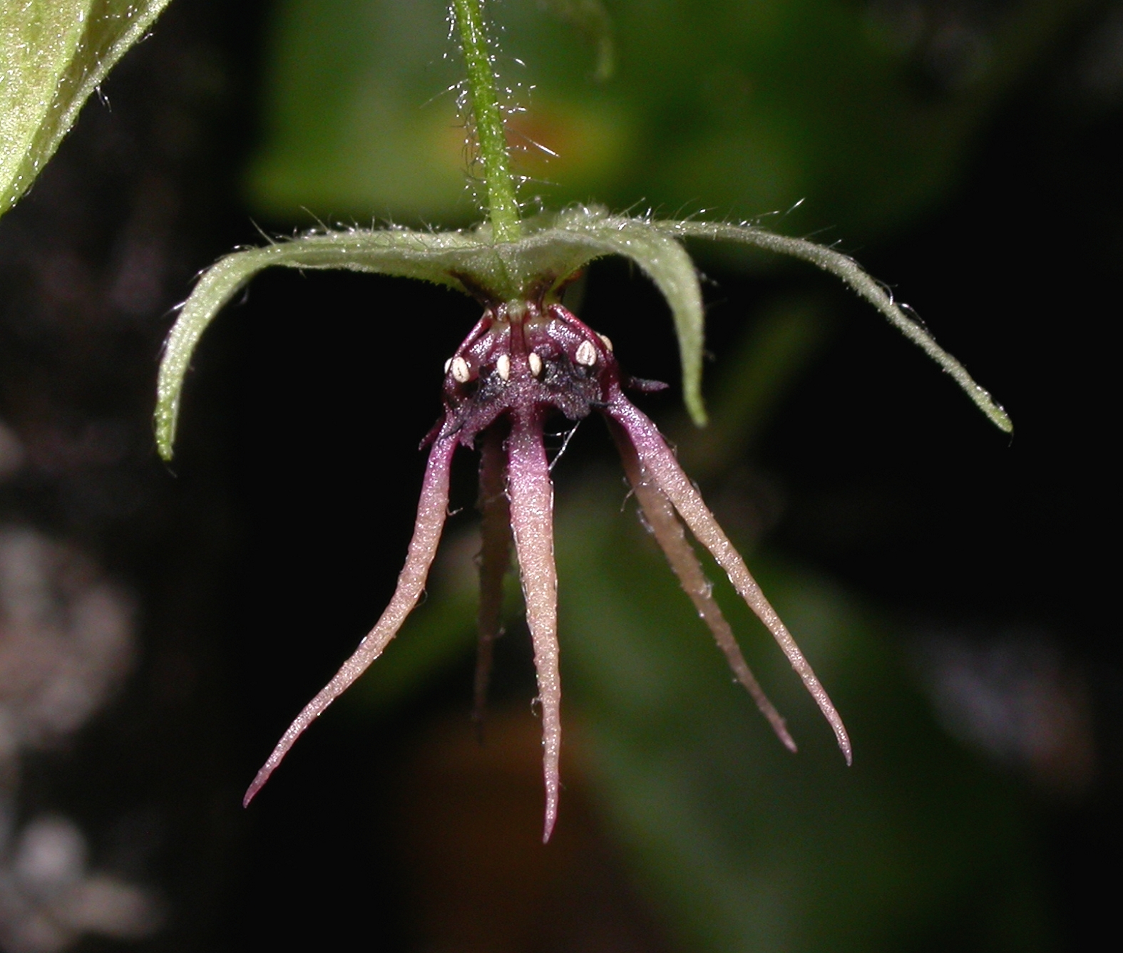 Byttneriaceae Byttneria urticifolia