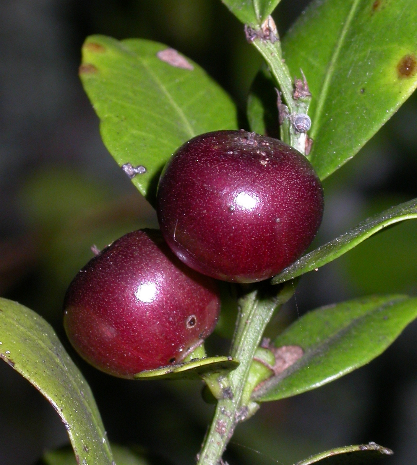 Rhamnaceae Scutia buxifolia