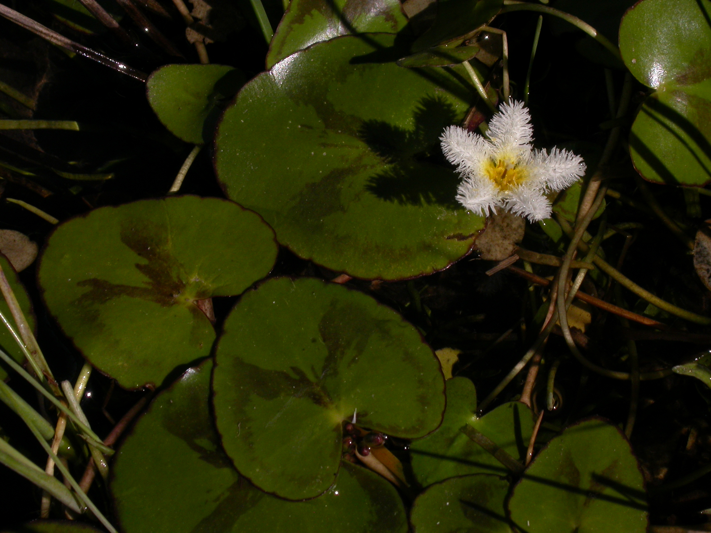Menyanthaceae Nymphoides indica