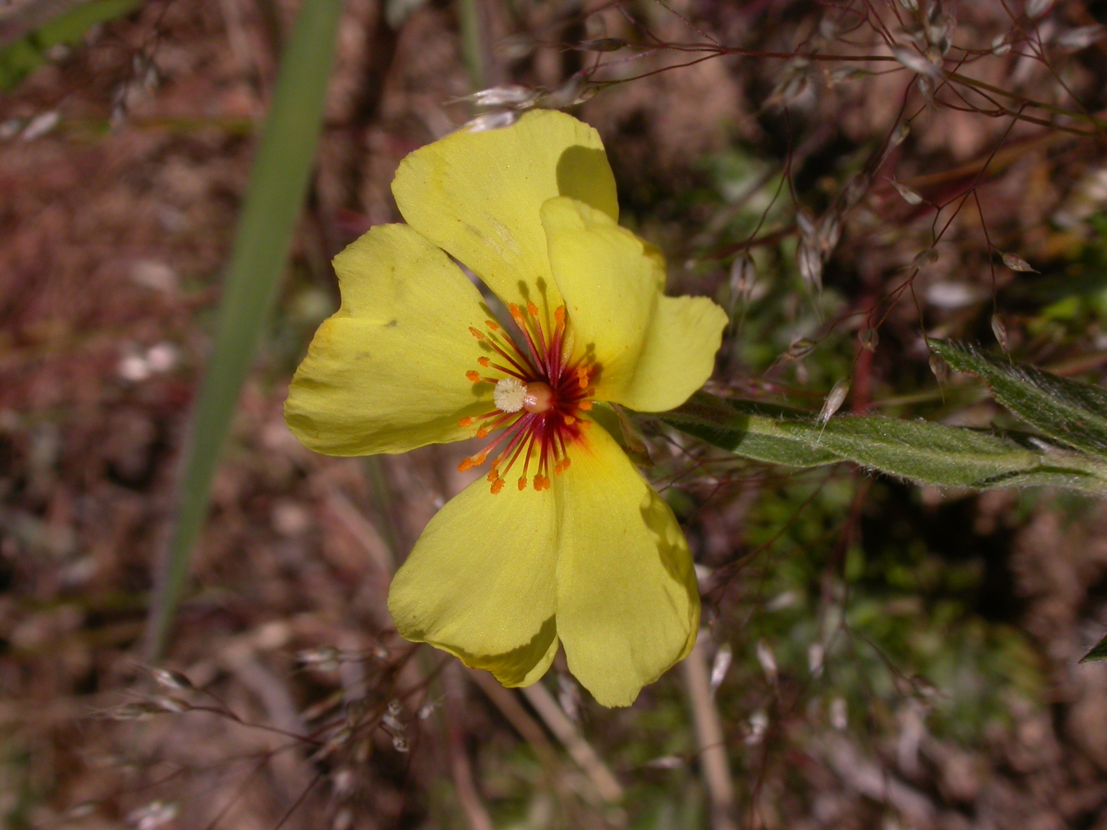 Cistaceae Helianthemum brasiliense