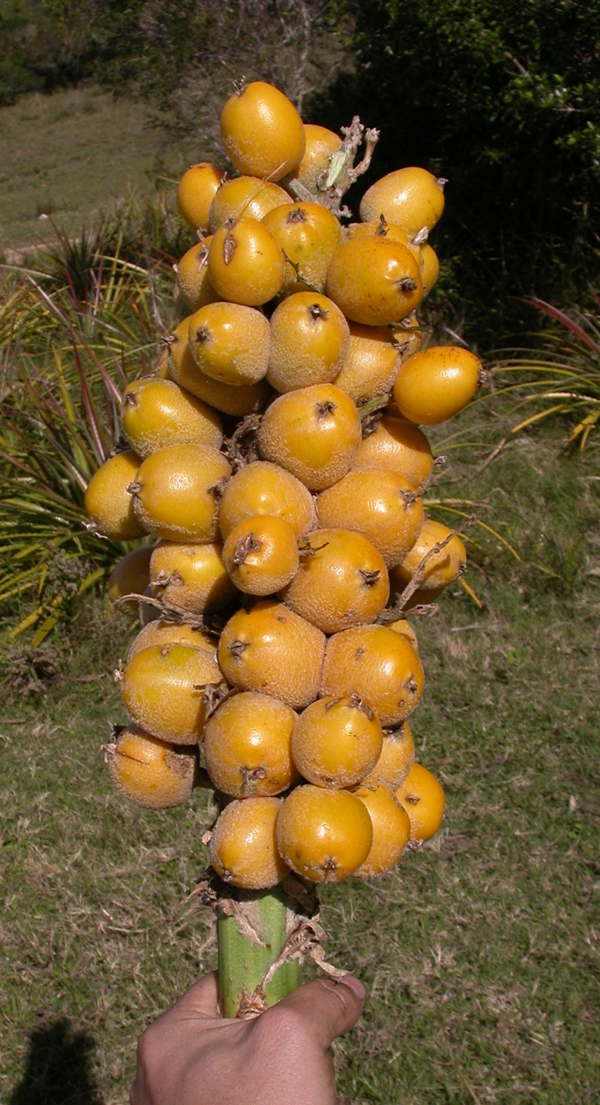 Bromeliaceae Bromelia antiacantha