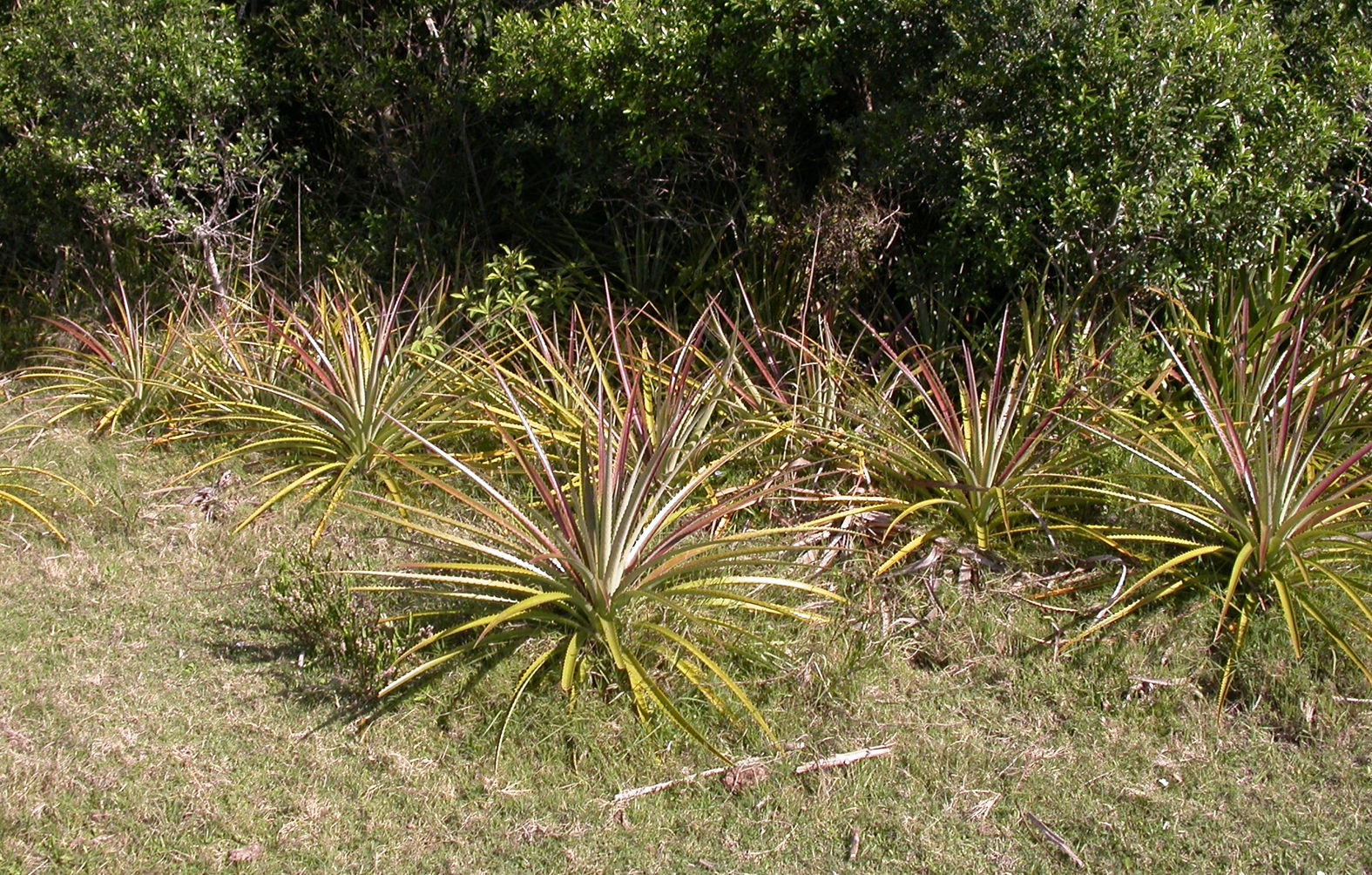 Bromeliaceae Bromelia antiacantha
