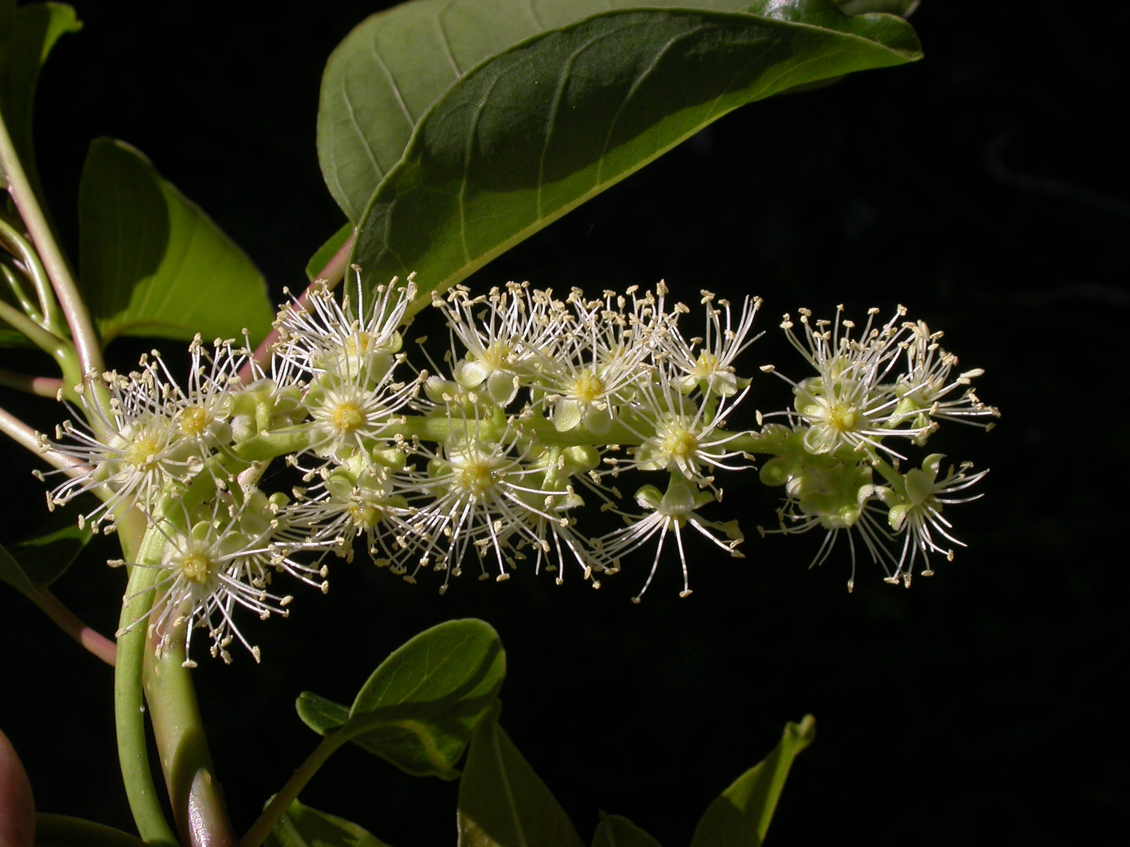 Phytolaccaceae Phytolacca dioica